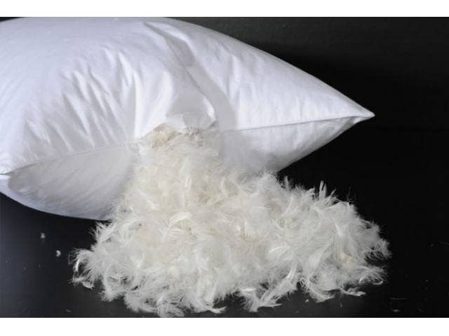 Beauty Sleep 2 Pack Feather Cotton Pillow Set | Standard Size
